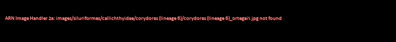 Corydoras (lineage 6) ortegai